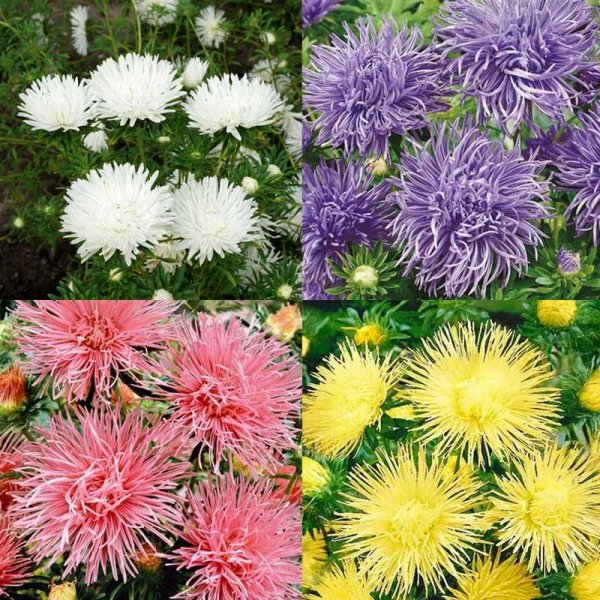 4 färger Sommaraster 'Unicum'