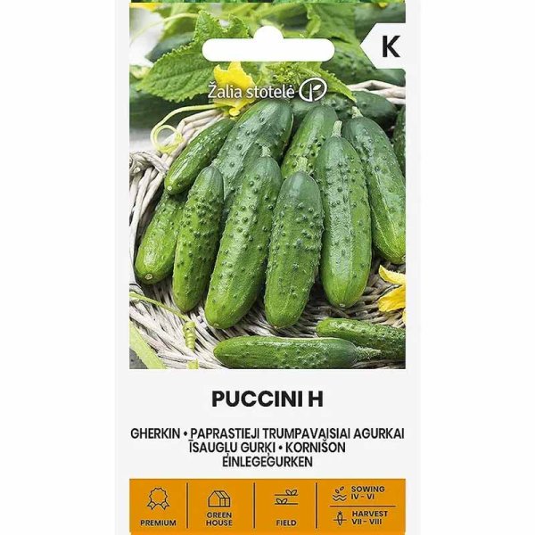 Frilandsgurka 'Puccini' h