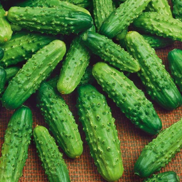 Frilandsgurka 'Polan' h