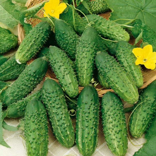 Frilandsgurka 'Krak' h