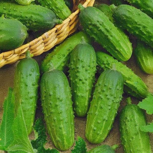 Frilandsgurka 'Julian' h