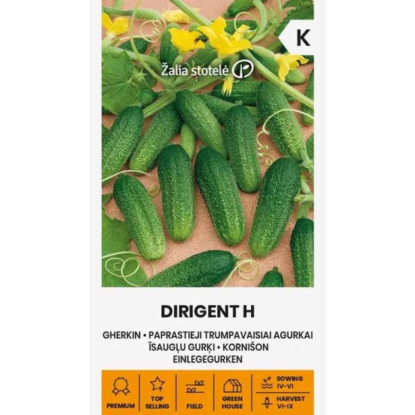 Frilandsgurka 'Dirigent' h