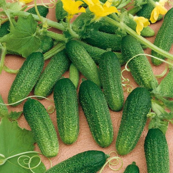 Frilandsgurka 'Dirigent' h