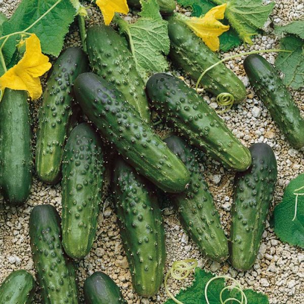 Frilandsgurka 'Merengue' h