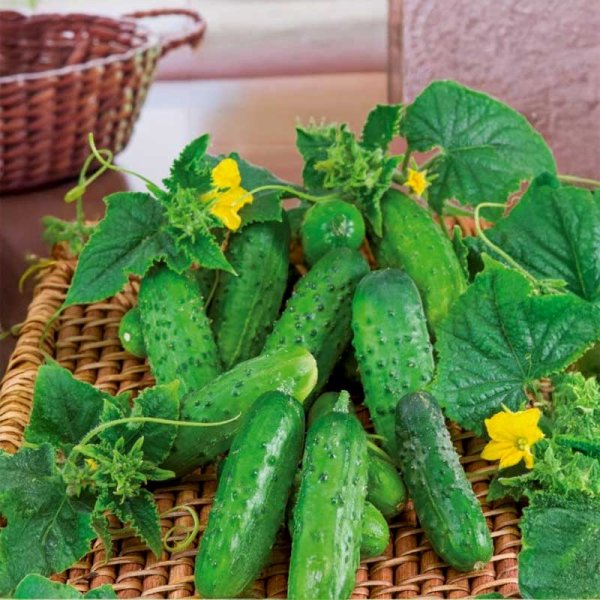 Gurka 'Cornichon de paris'