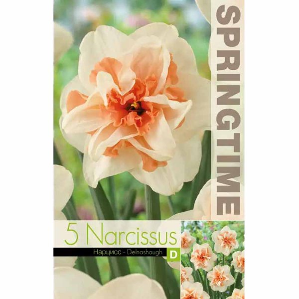 Narciss 'Delnashaugh'