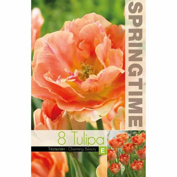 Tulpan 'Charming beauty'