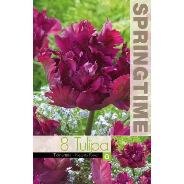 Tulpan ’Negrita Parrot’