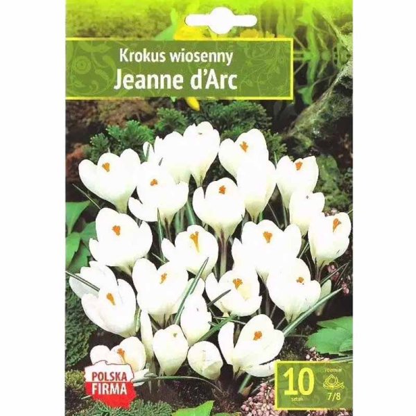 Vårkrokus 'Jeanne d'Arc'