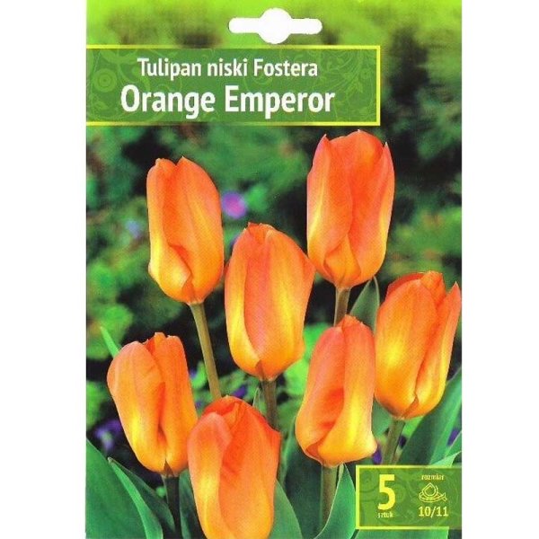 Tulpan ’Orange Emperor’