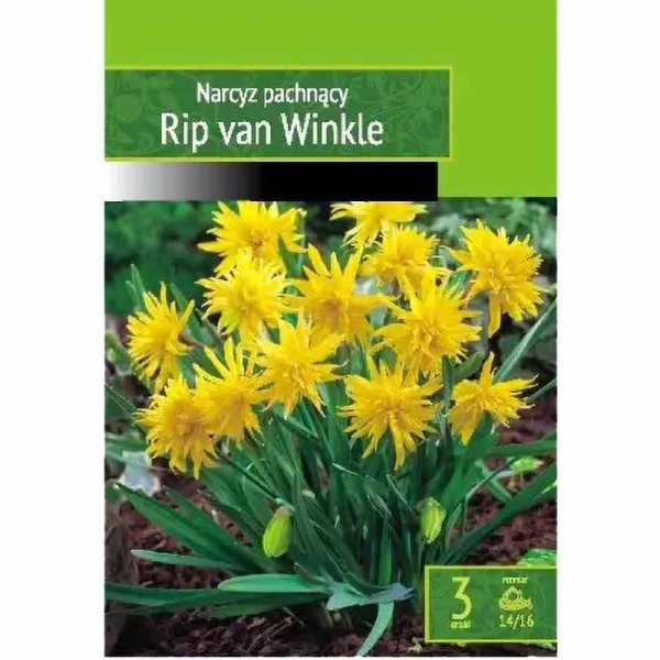 Snönarciss 'Rip Van Winkle'