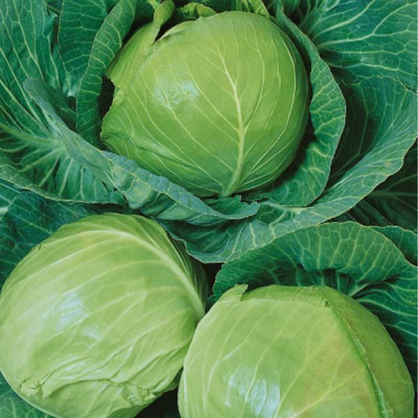 Vitkål 'Kamienna Glowa'