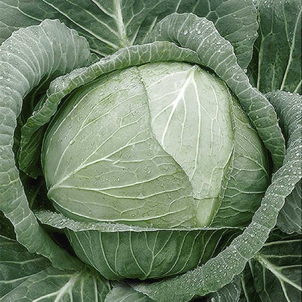 Vitkål 'Lennox' H