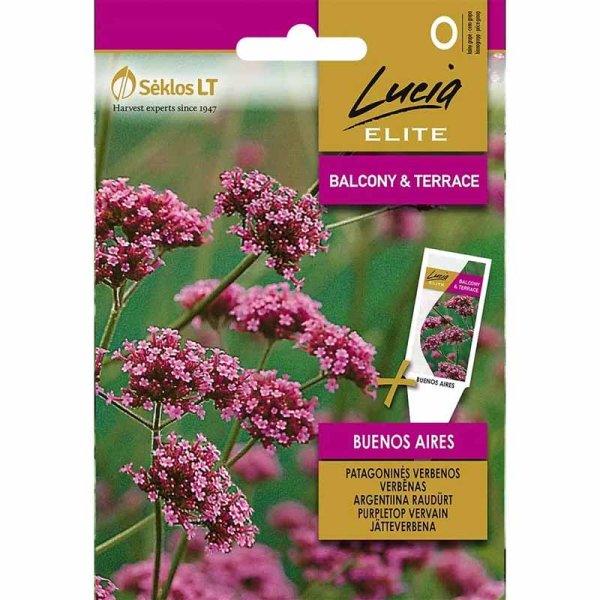 Jätteverbena 'Buenos aires'