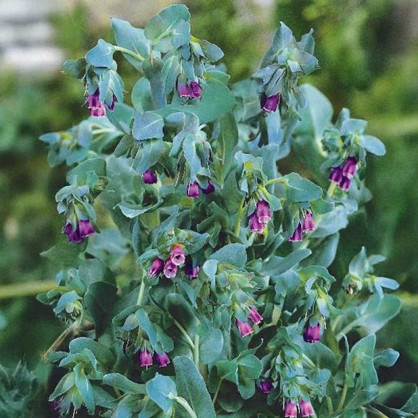 Stor vaxblomma 'Purpurascens'