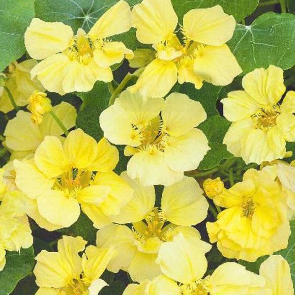 Slingerkrasse 'Moonlight'