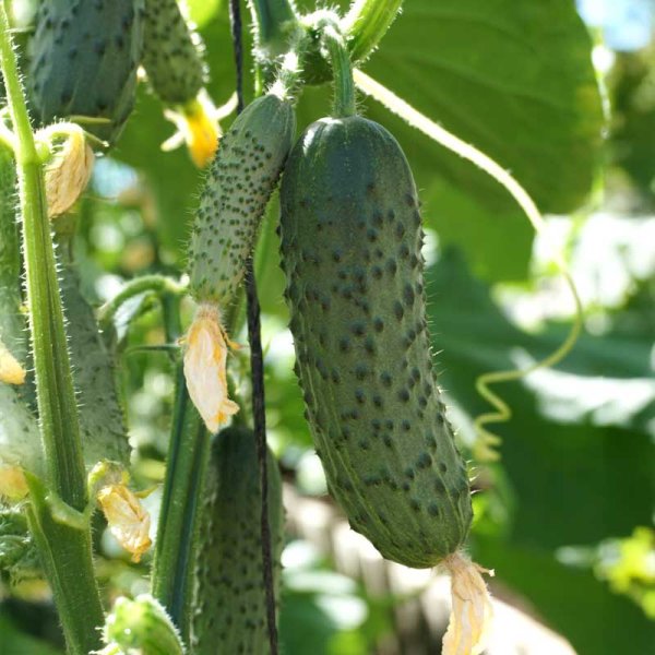 Frilandsgurka 'Lenara' h