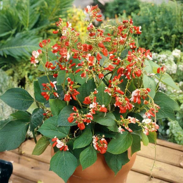 Blomsterböna 'Hestia'