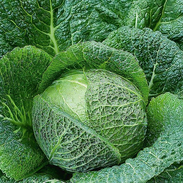 Savoykål 'Verita' h