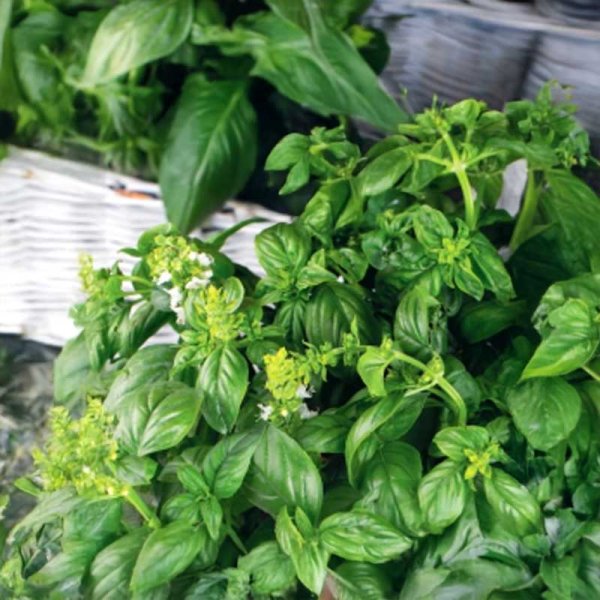 Basilika 'Marseillais'