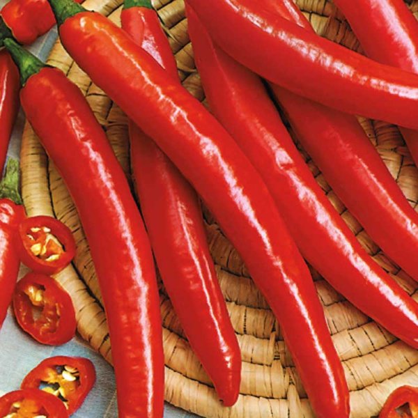 Chilipeppar 'Ardito' h