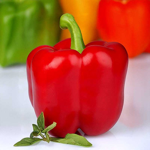 Paprika 'Red king' H