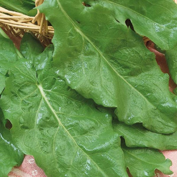 Ängssyra 'Belleville'