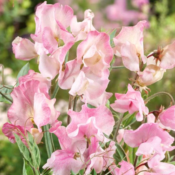 Luktärt 'Mollie rilestone'