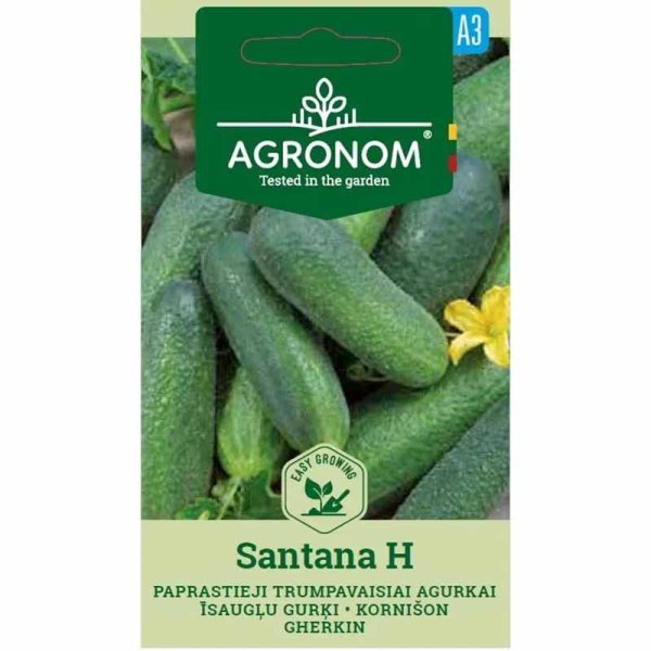 Frilandsgurka 'Santana' h