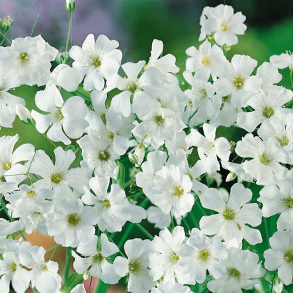 Sommarslöja 'Covent garden market'