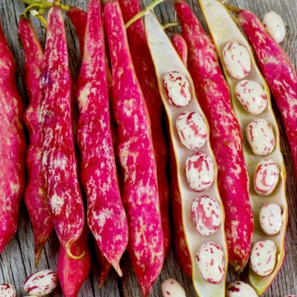 Kokböna 'Coco Nain Rose D´Eyrague'