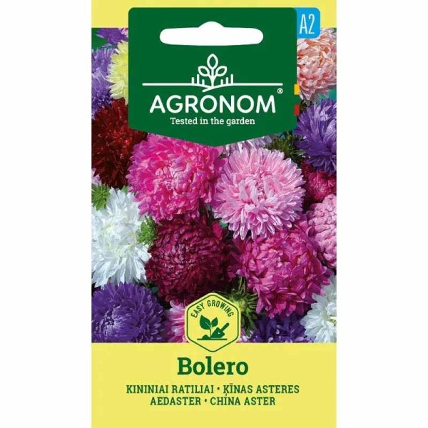 Aster 'Bolero mix'