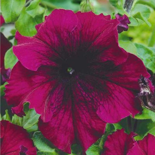 Doftpetunia 'Touha h burgundy'