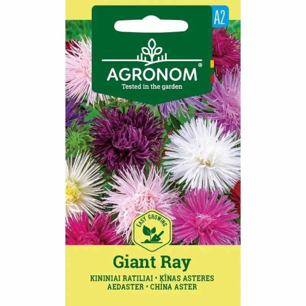 Aster 'Giant ray'