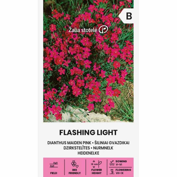 Backnejlika 'Flashing light'