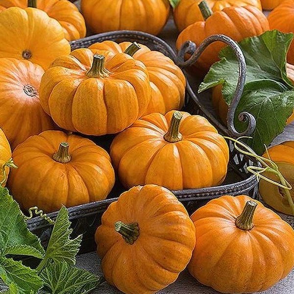 Pumpa 'Jack be little'