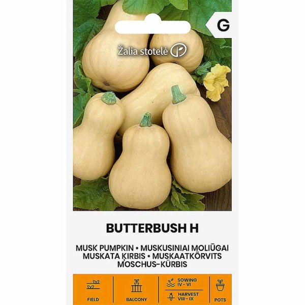 Myskpumpa 'Butterbush' H