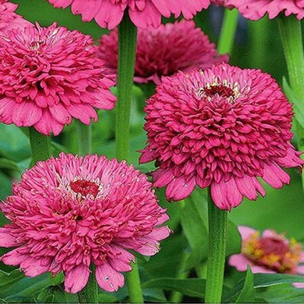Zinnia 'Zinderella purple'