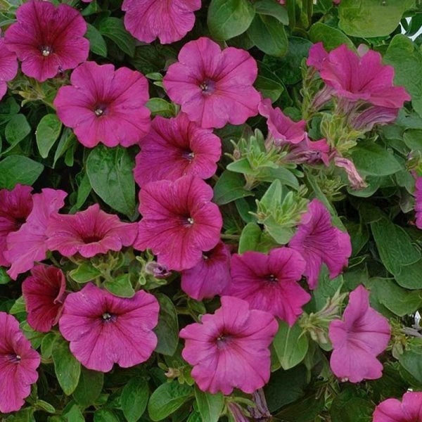 Petunia 'Diamond' H Purple