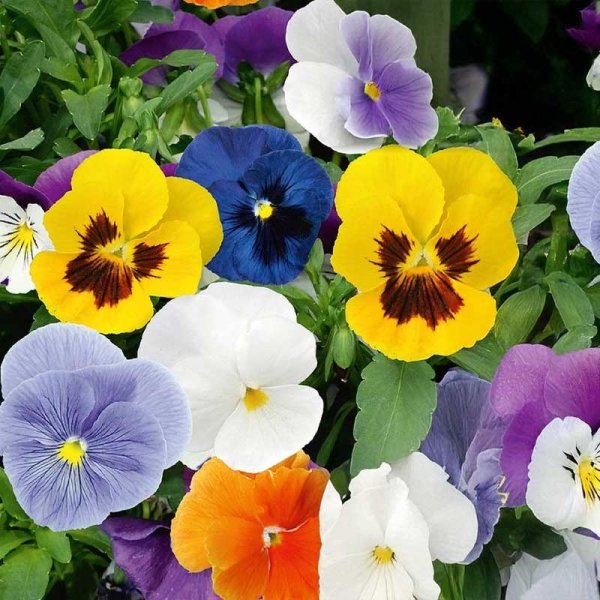 Pensé 'Spring Stars'