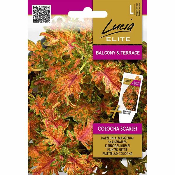 Palettblad 'Colocha scarlet'