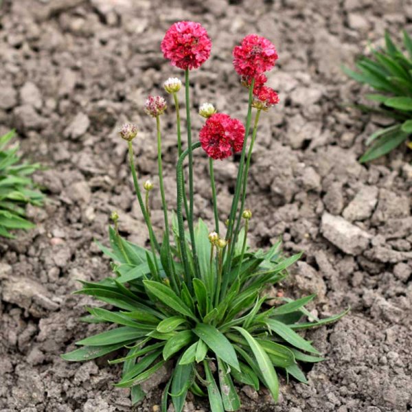 Fransktrift 'Ballerina red'