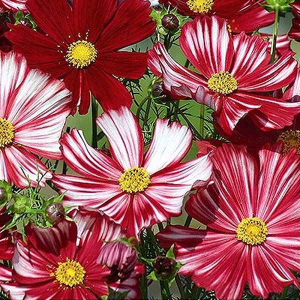 Rosenskära 'Velouette'