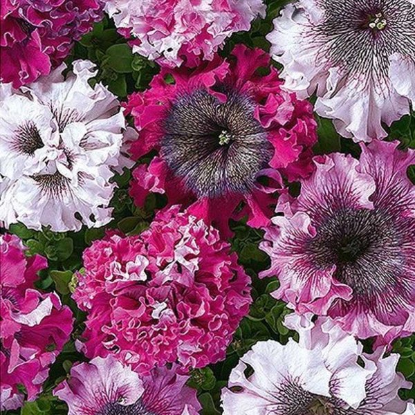 Petunia 'Grandiflora Cernys triumf'