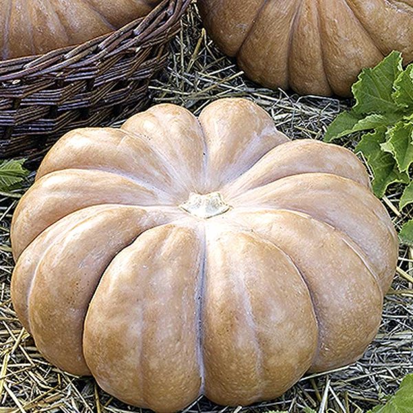 Myskpumpa 'Muscade de provance'