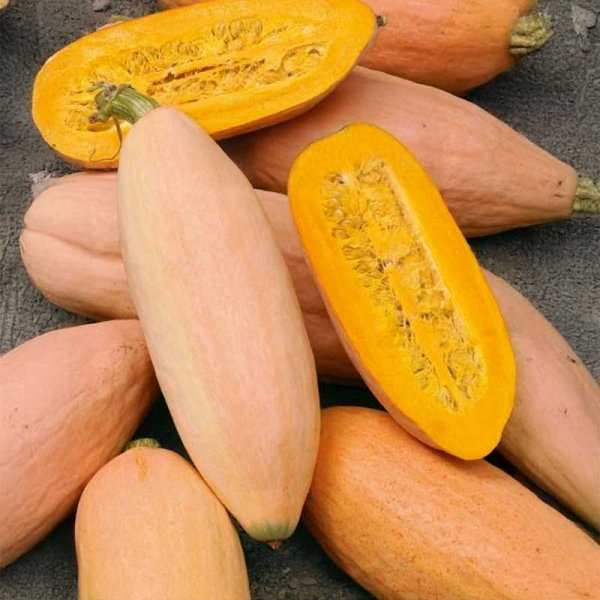 Jättepumpa 'Pink banana jumbo'