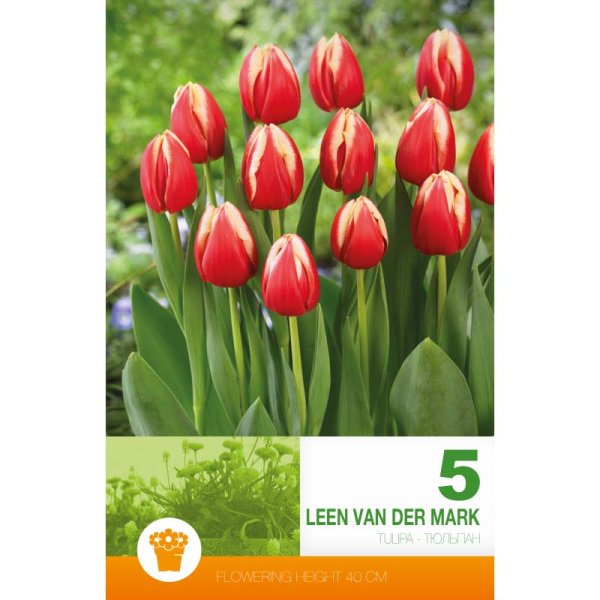 Tulpan ’Leen van der Mark’