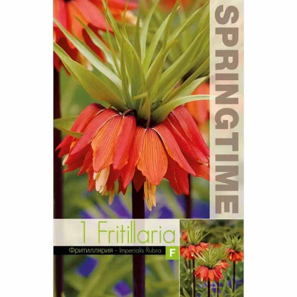 Röd Kejsarkrona 'Rubra'