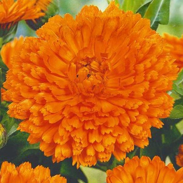 Ringblomma 'Orange gitana'