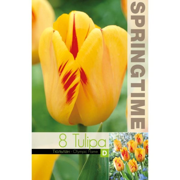 Tulpan ’Olympic Flame’